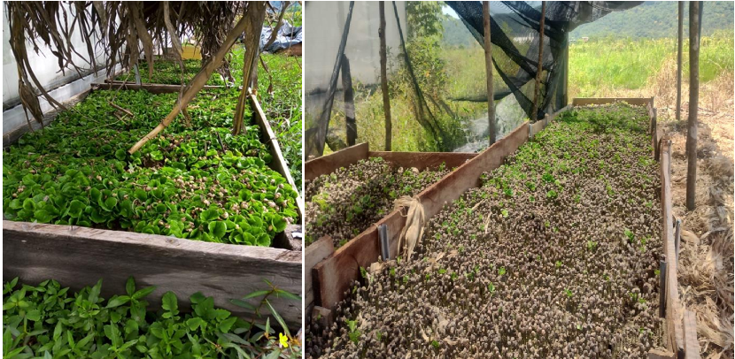 VIVERO DE CAFÉ